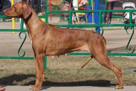 JERSEY CHOCO LIKE SHUFFLING MOTION | Rhodesian Ridgeback 