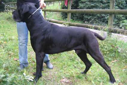 Baccano della Dorsale | Cane Corso 