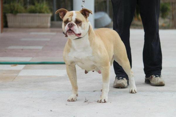 Llebeig Pornstar of Megabulls | American Bulldog 