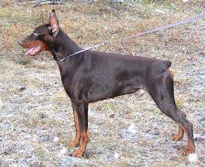 Santa Julf Brilliant Baltiki | Brown Doberman Pinscher