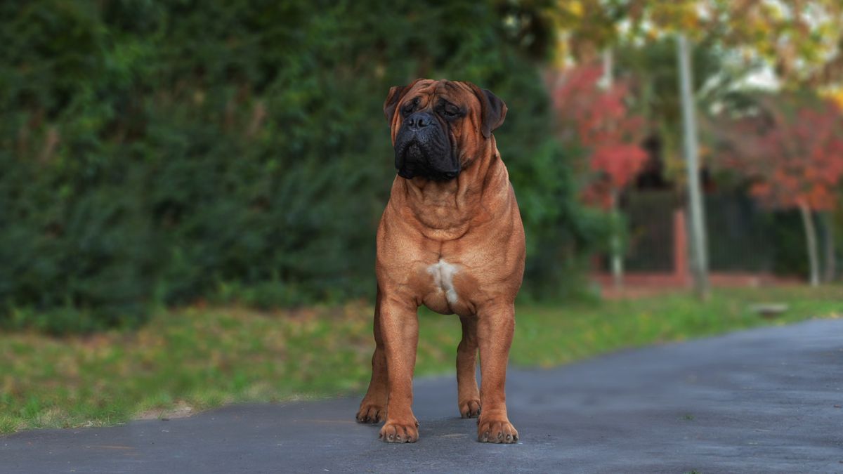 DU GRAND´S DIEUX MARTELL | Bullmastiff 