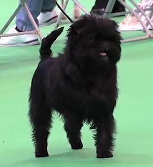 Banana Joe V. Tani Kazari | Affenpinscher 