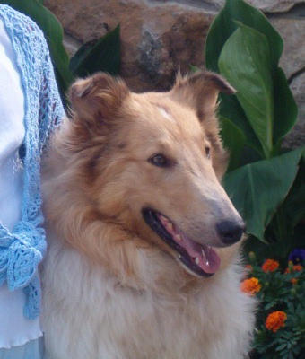 Cook's Bonnie Lass | Rough Collie 