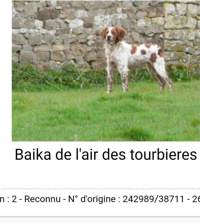 BAIKA de l'Air des Tourbiers | Brittany 