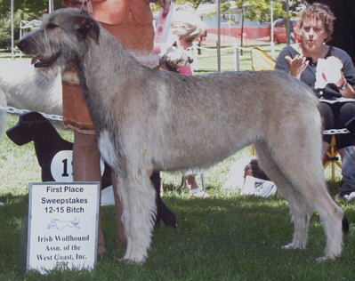 Horizons Serena of Limerick | Irish Wolfhound 