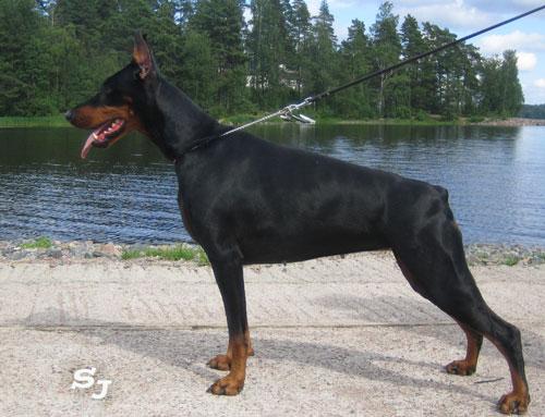 Santa Julf Viva-La-Vita | Black Doberman Pinscher