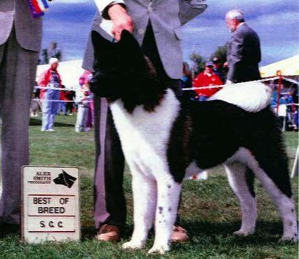 Arlberg's Thunder N Lightning | Akita 