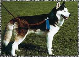 Athaskanay's Iotshy | Siberian Husky 