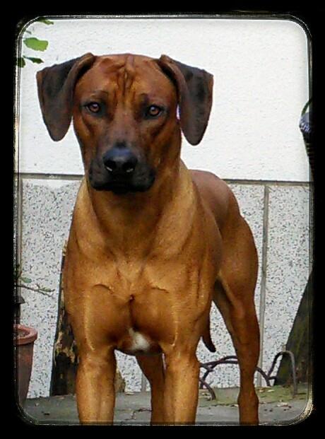 Anwar-BLU | Rhodesian Ridgeback 