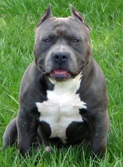Razors Edge Hitman Of Bnb Geno | American Pit Bull Terrier 