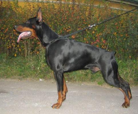 Santa Julf Grand Duke | Black Doberman Pinscher