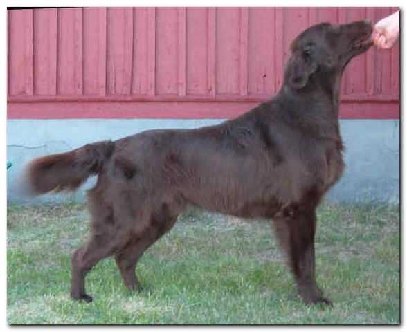 Flatterhaft Cool Cat | Flat-Coated Retriever 