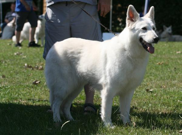 Eijka vom Durbuscher Forst | White Swiss Shepherd Dog 