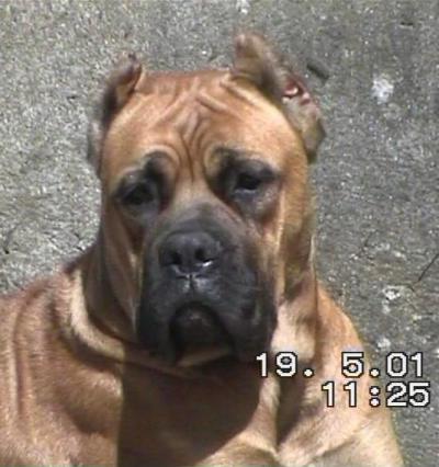 Morgana (LI) 0136687 | Cane Corso 