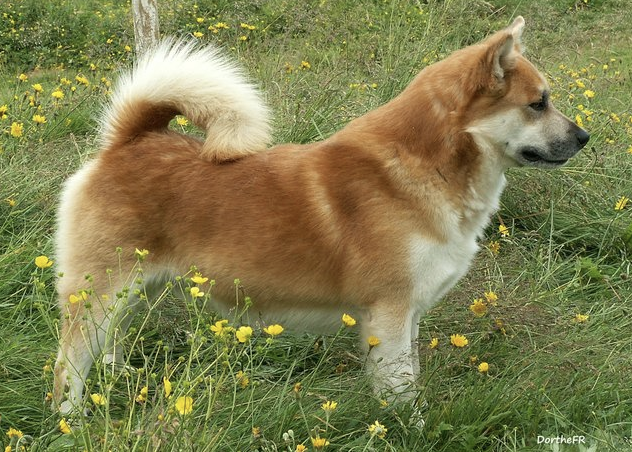 Sunnusteins Glampi | Icelandic Sheepdog 