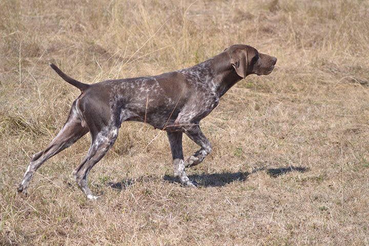 Mojito du Rio Parana | German Shorthaired Pointer 