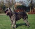 Cindy v d Fokrohof | Bouvier des Flandres 