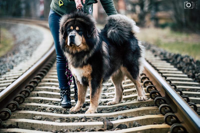 ADONIS Jangedogs | Tibetan Mastiff 