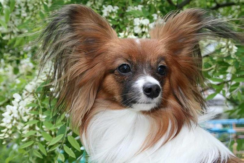 Lavatera Zabawa | Papillon 