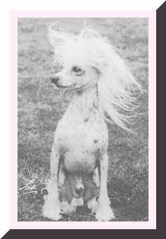 Winterlea Intoo Of Aes | Chinese Crested 