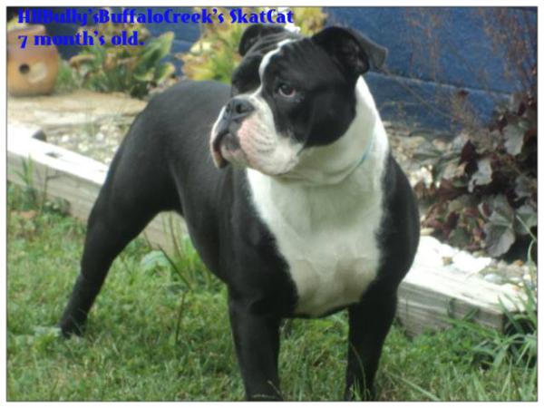 HillBully's/BuffaloCreek's SkatCat | Olde English Bulldogge 