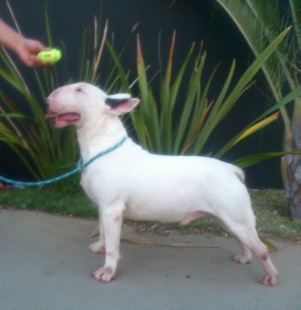 Kirtiraj Opalplast | Bull Terrier 