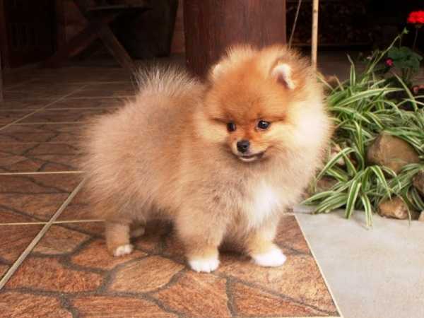 Sofia of BR South Wind | Pomeranian 