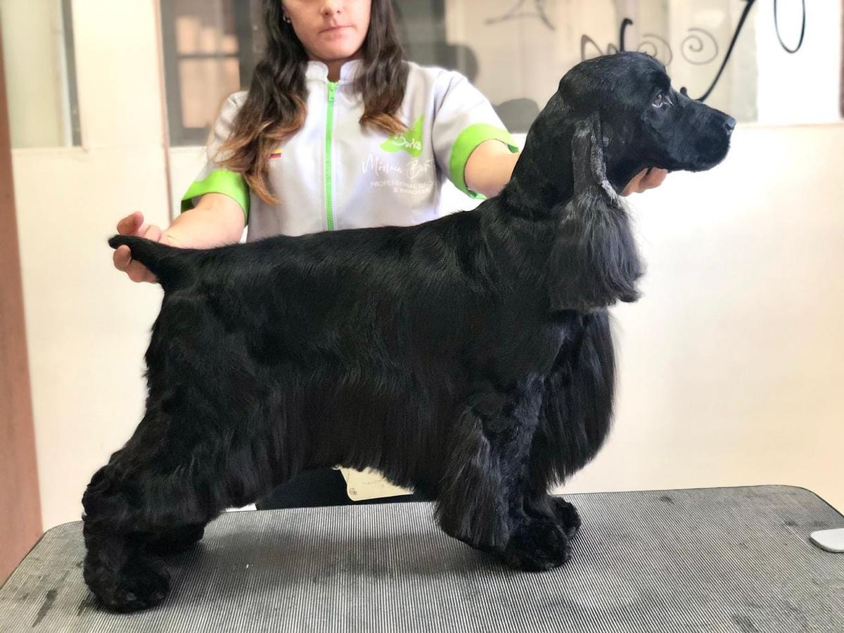 WITTERSHAM´S URI AT SUMMERLAND | English Cocker Spaniel 