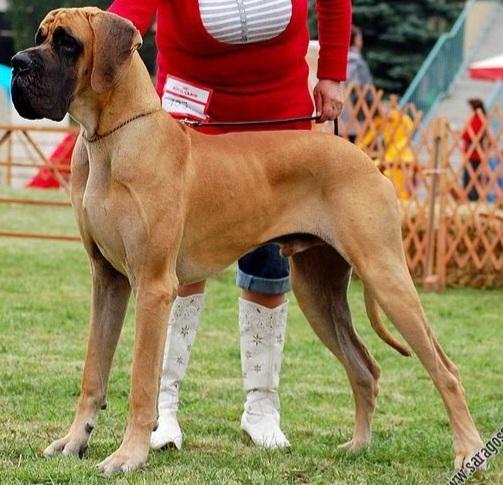 Cayman des Terres de la Rairie | Great Dane 