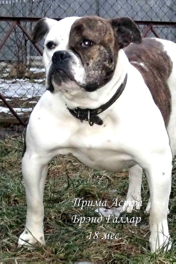 Prima Astra Brend Gallar | American Bulldog 