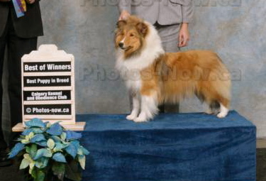 CanyonView The Gift | Shetland Sheepdog 