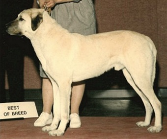 Dilim Ay Kaplan | Anatolian Shepherd Dog 