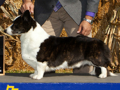 Lynn Farm`s What`s Not To Love | Cardigan Welsh Corgi 