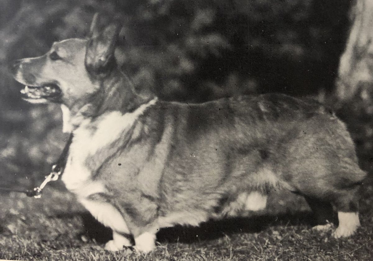 Maplecrest Tolkien's Gimli | Pembroke Welsh Corgi 