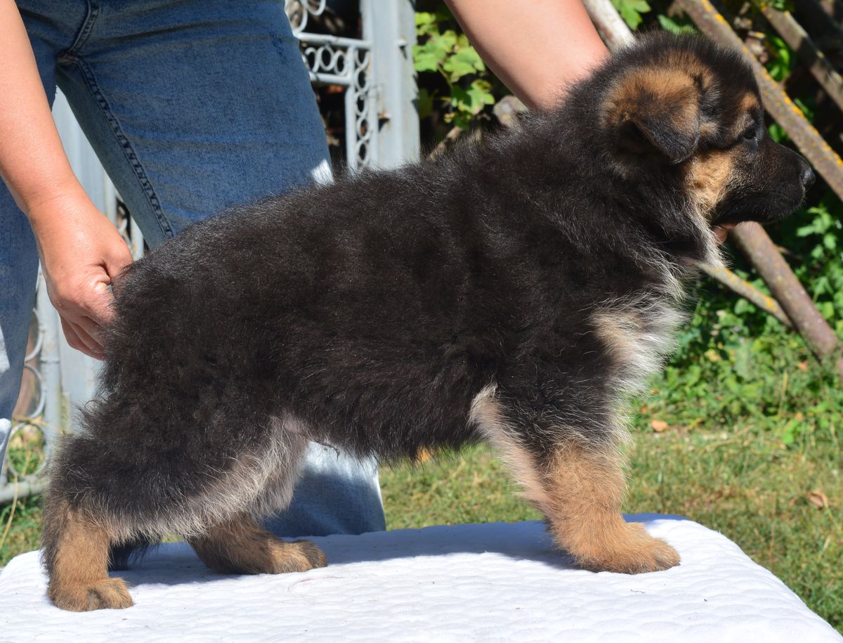 Quantum Ruf des Altes | German Shepherd Dog 