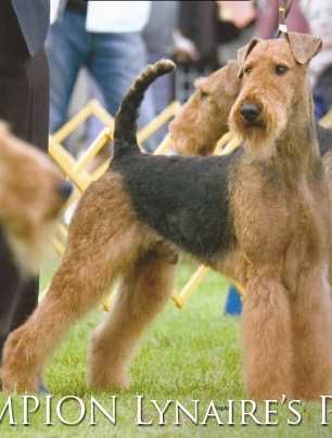 Lynaire's Perfect Storm | Airedale Terrier 