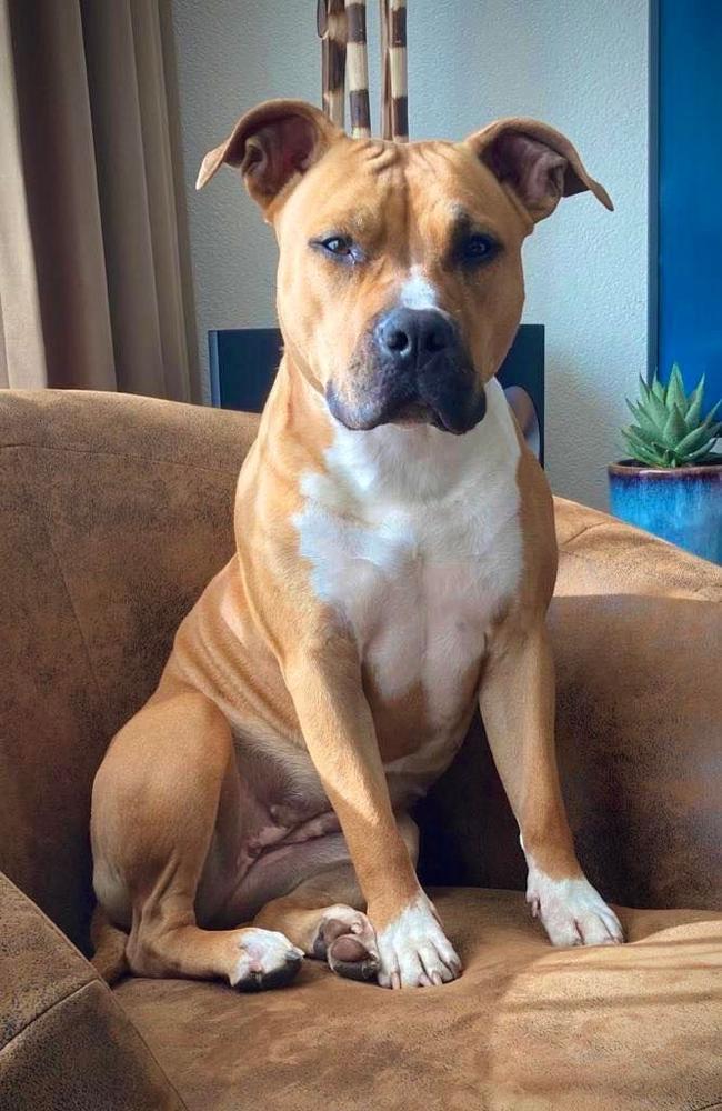 It's Ok To Stare From Nature's Finest | American Staffordshire Terrier 