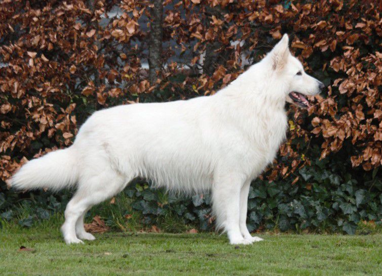 Nando Vidal van de Witte Klaver | White Swiss Shepherd Dog 