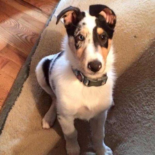 Romany's Good To Go | Smooth Collie 