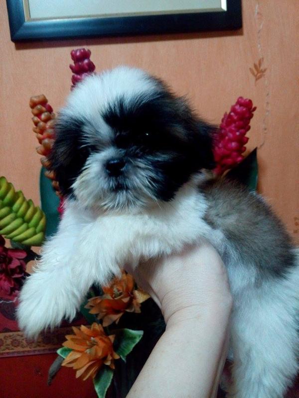 Mindy minerva of furr-Face | Shih Tzu 