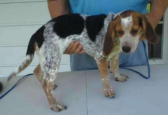 Ddraigs Blue Braith | Beagle 