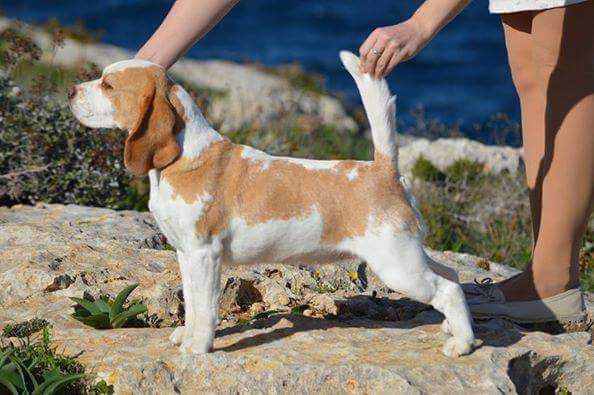 FontePosca's Gold Diamond | Beagle 