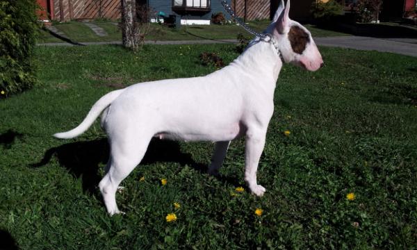 Ibon Lady Sforza Bulltron | Bull Terrier 