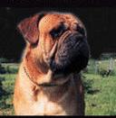 Ugo of Galway | Bullmastiff 