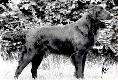 Withybed Country Maid of Shargleam | Flat-Coated Retriever 