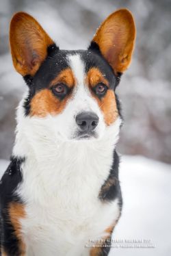 Ingermanlandija Verner Herzog | Cardigan Welsh Corgi 