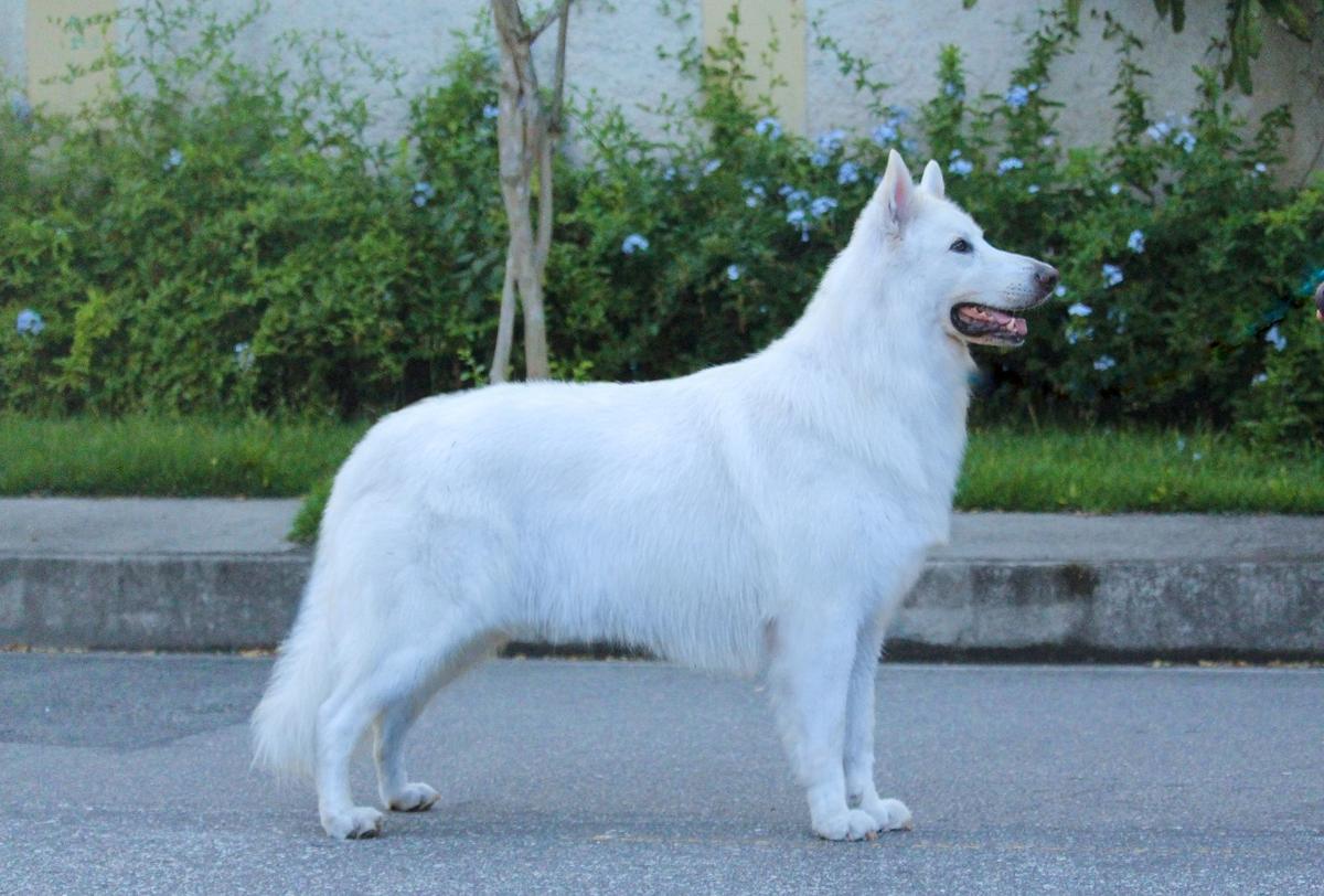 SAINT FRANCIS'S BOBBY (SCHAFFER) | White Swiss Shepherd Dog 