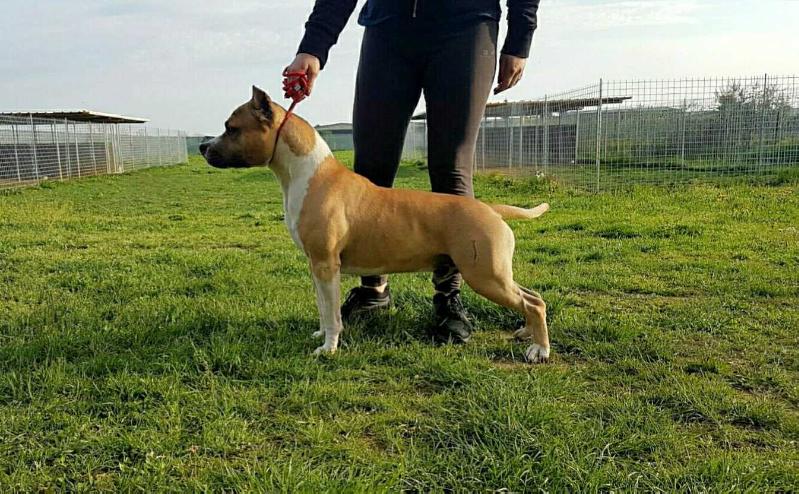 Mayflower's Top Boccaccio | American Staffordshire Terrier 