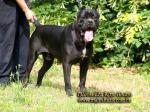 MAJOSHAZA REME ADAMO | Cane Corso 