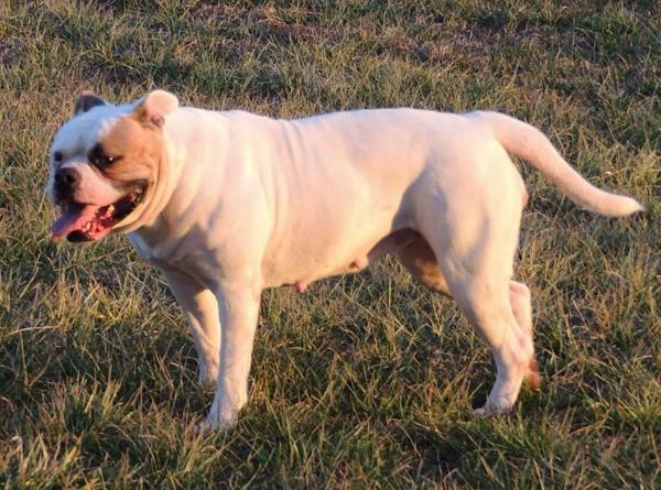 Willpower's Bonnie | American Bulldog 